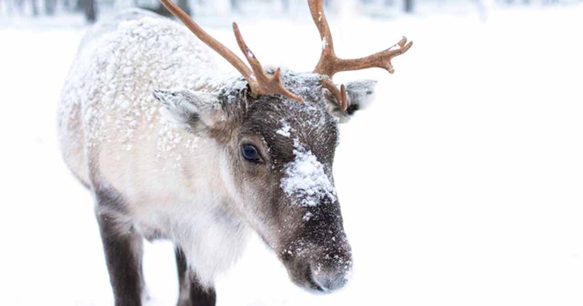 A Brand Storytelling Framework From Rudolph the Red-Nosed Reindeer